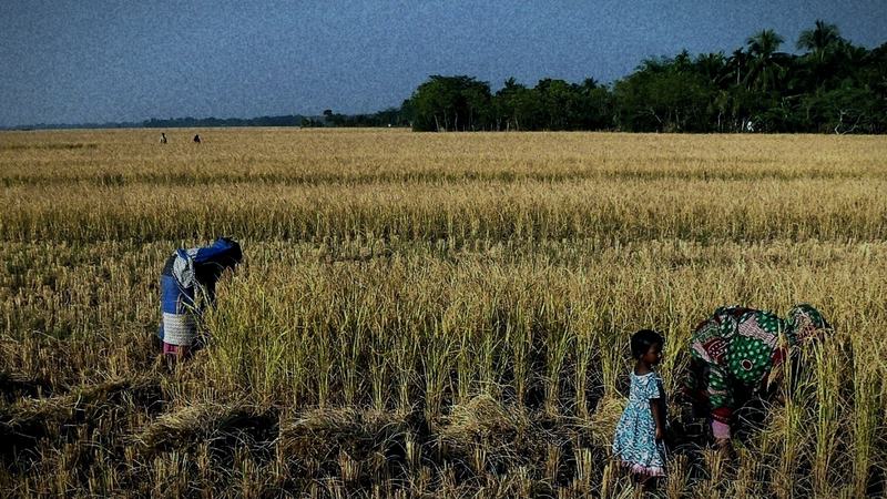 Two women and a child gathering rice in a Bangladeshi field
